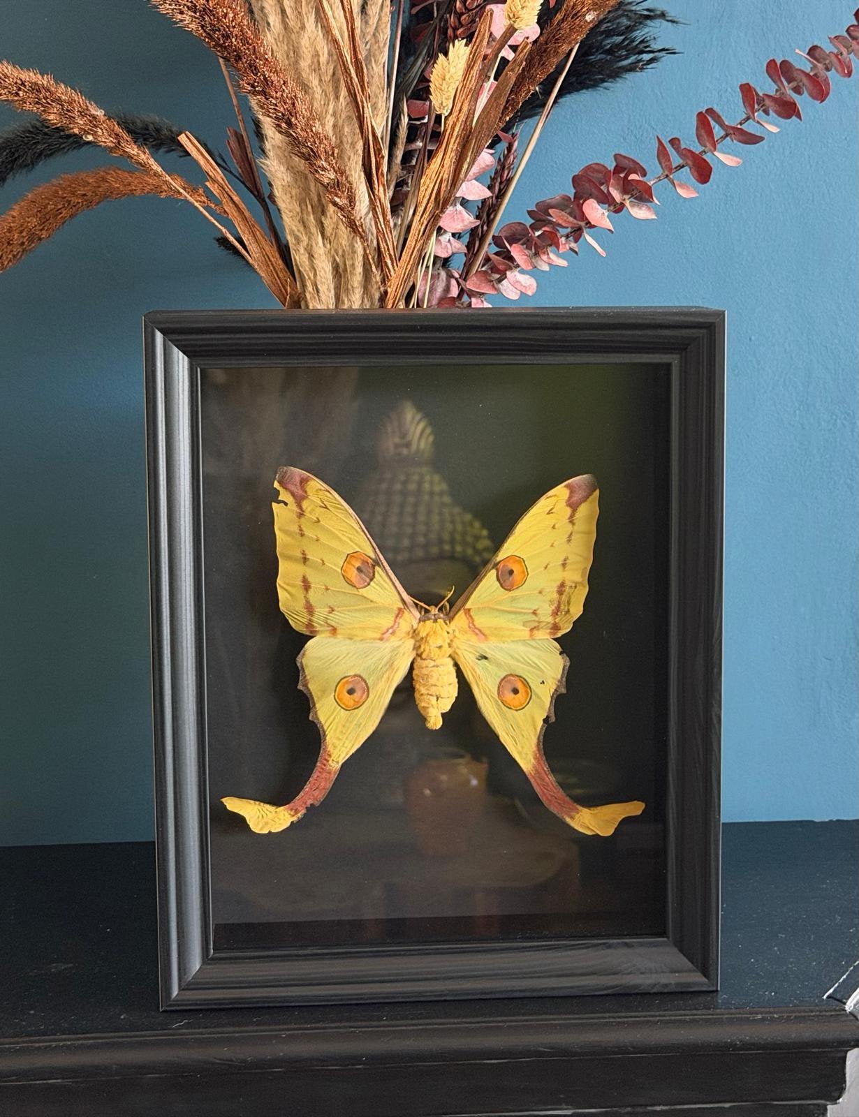Geprepareerde vlinder in een 3d lijst, Verzamelen, Ophalen of Verzenden, Insect, Opgezet dier