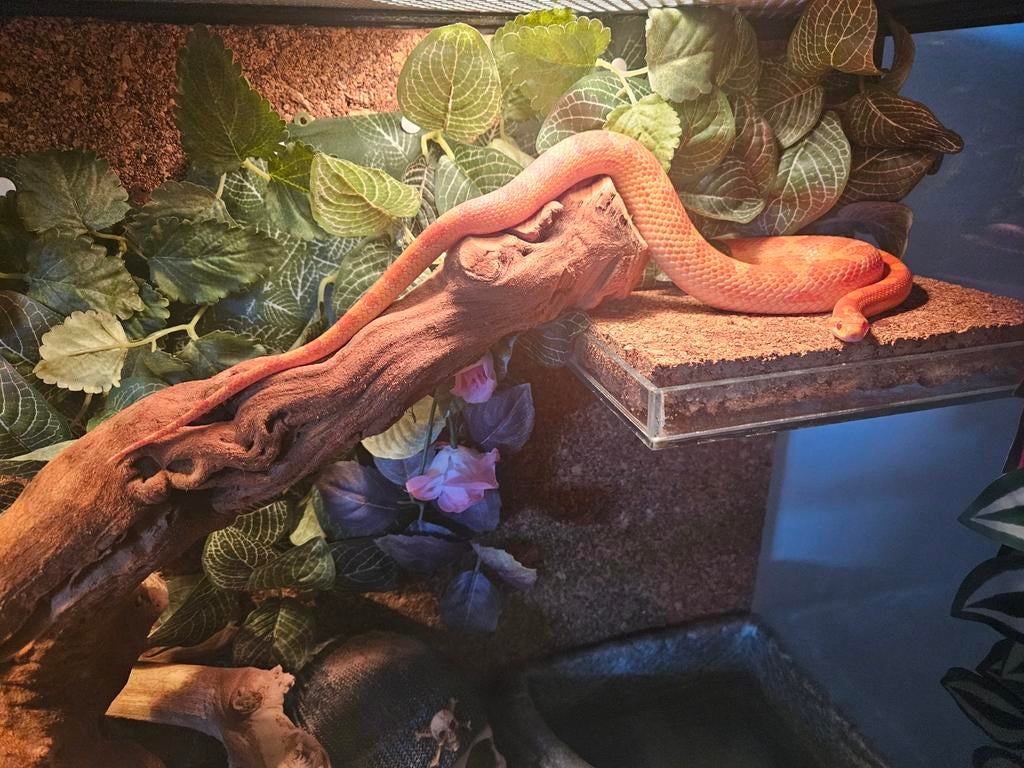 Korenslang rood-oranje kleur niet giftig met groot terrarium, Dieren en Toebehoren, Reptielen en Amfibieën, Slang, Met terrarium