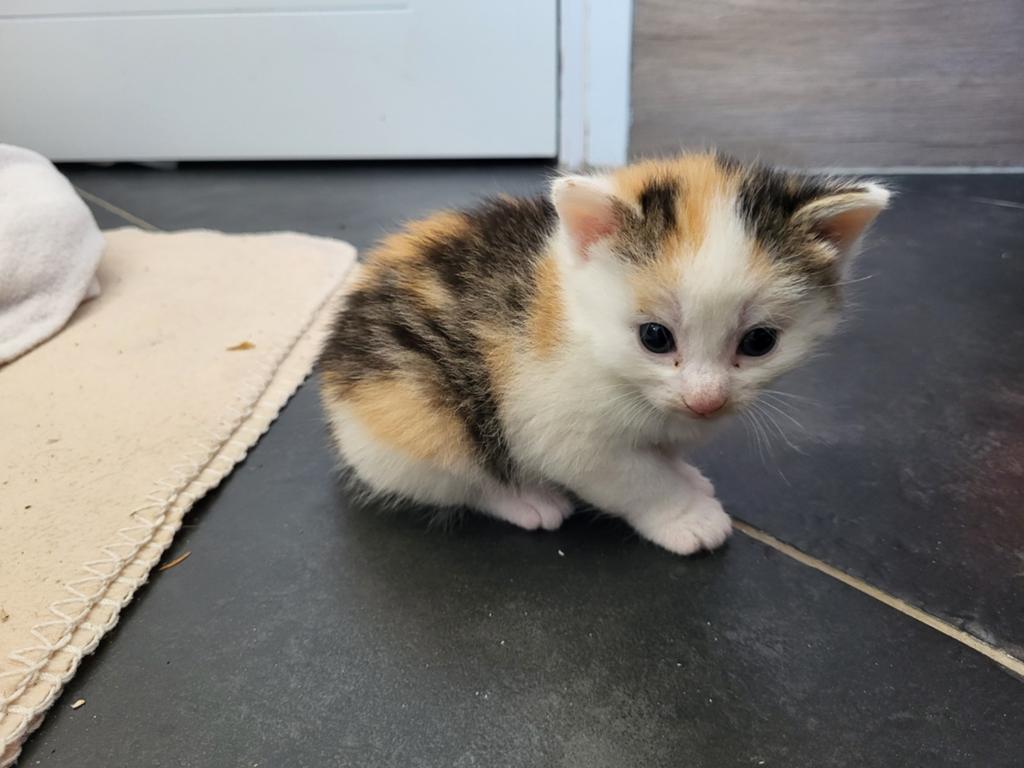Mooie kittens, Dieren en Toebehoren, Katten en Kittens | Overige Katten, Meerdere dieren, 0 tot 2 jaar