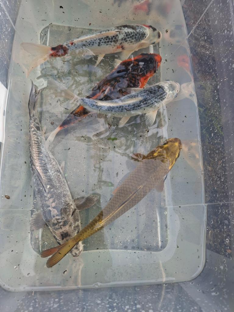 Koi, Dieren en Toebehoren, Karper of Koi