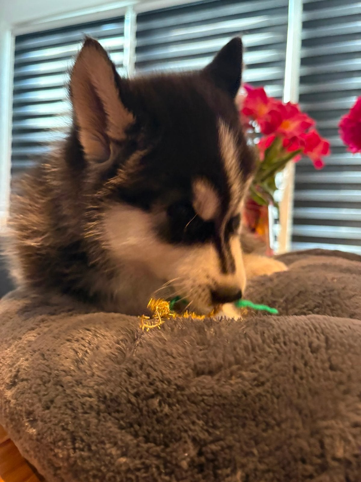 Siberische husky pup blue, Parvo, 8 tot 15 weken, Meerdere, Nederland