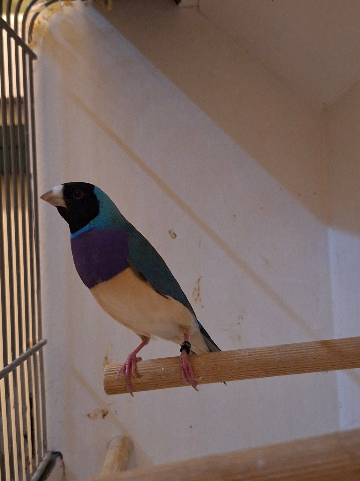 Gouldamadine blauw paarsborst man, Dieren en Toebehoren, Mannelijk, Tropenvogel, Geringd