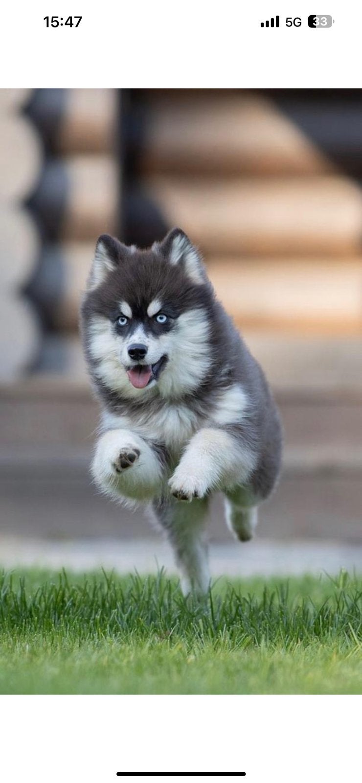 Kleine F3+ Pomsky Pups te reseveren, 8 tot 15 weken, Poolhond, Parvo, Meerdere
