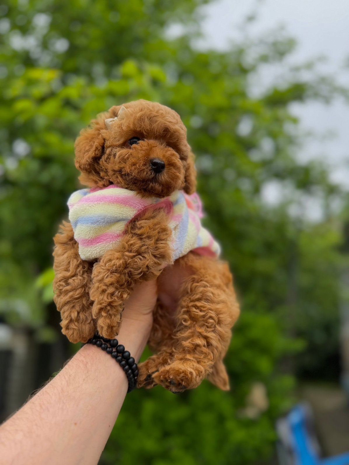 Prachtig teefje toypoedel toy poodle, Poedel, 8 tot 15 weken, Teef, Parvo