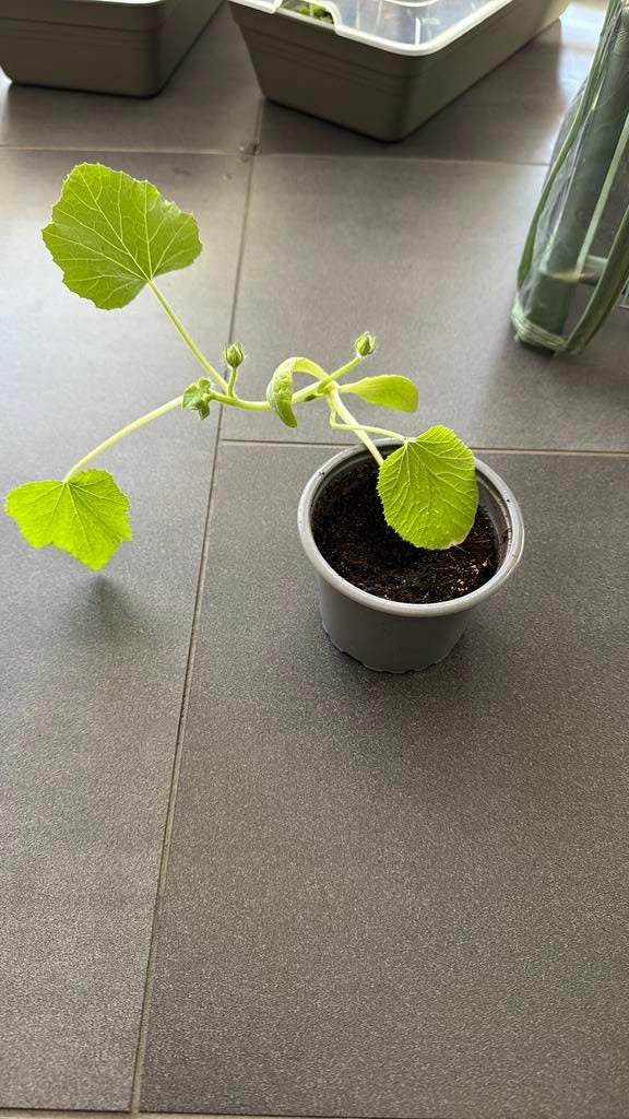 Bol courgette moestuin, Tuin en Terras, Ophalen, Eenjarig, Groenteplanten, Volle zon