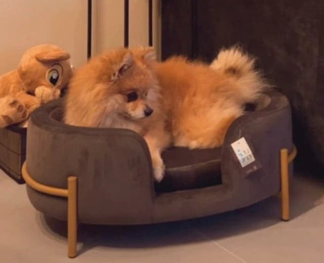 Dog sofa olivia grey - velvet grijze hondenmand gouden poten, Dieren en Toebehoren, Hondenmanden, Ophalen of Verzenden, Nieuw
