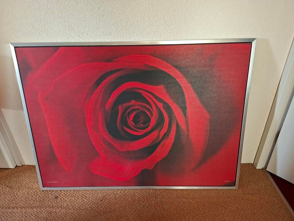 Roos op poster met brede zilveren lijst, Ophalen of Verzenden