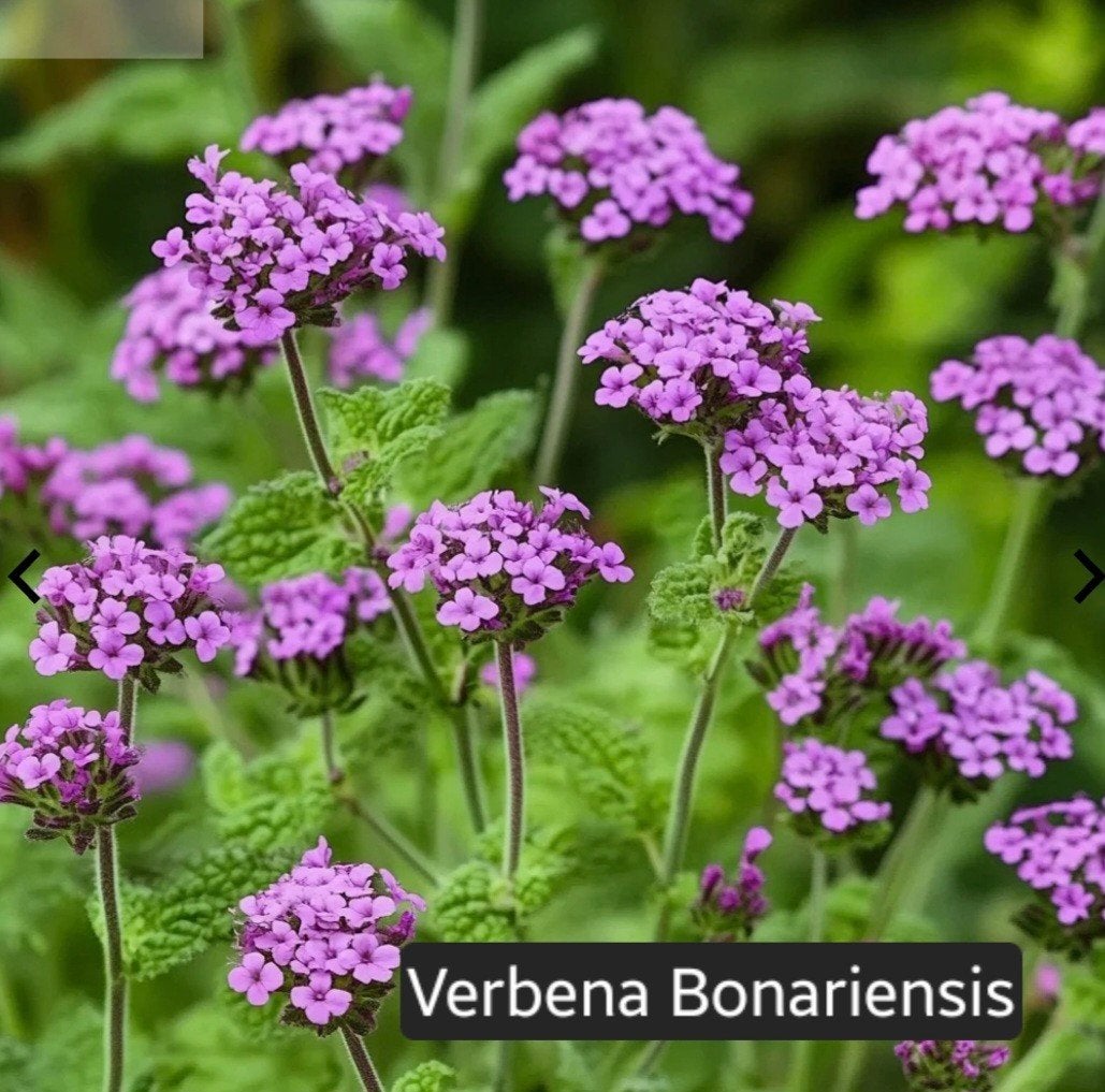 Verbena Bonariensis - Magneet voor bijen en vlinders, Tuin en Terras, Volle zon, Vaste plant, Zomer, Ophalen