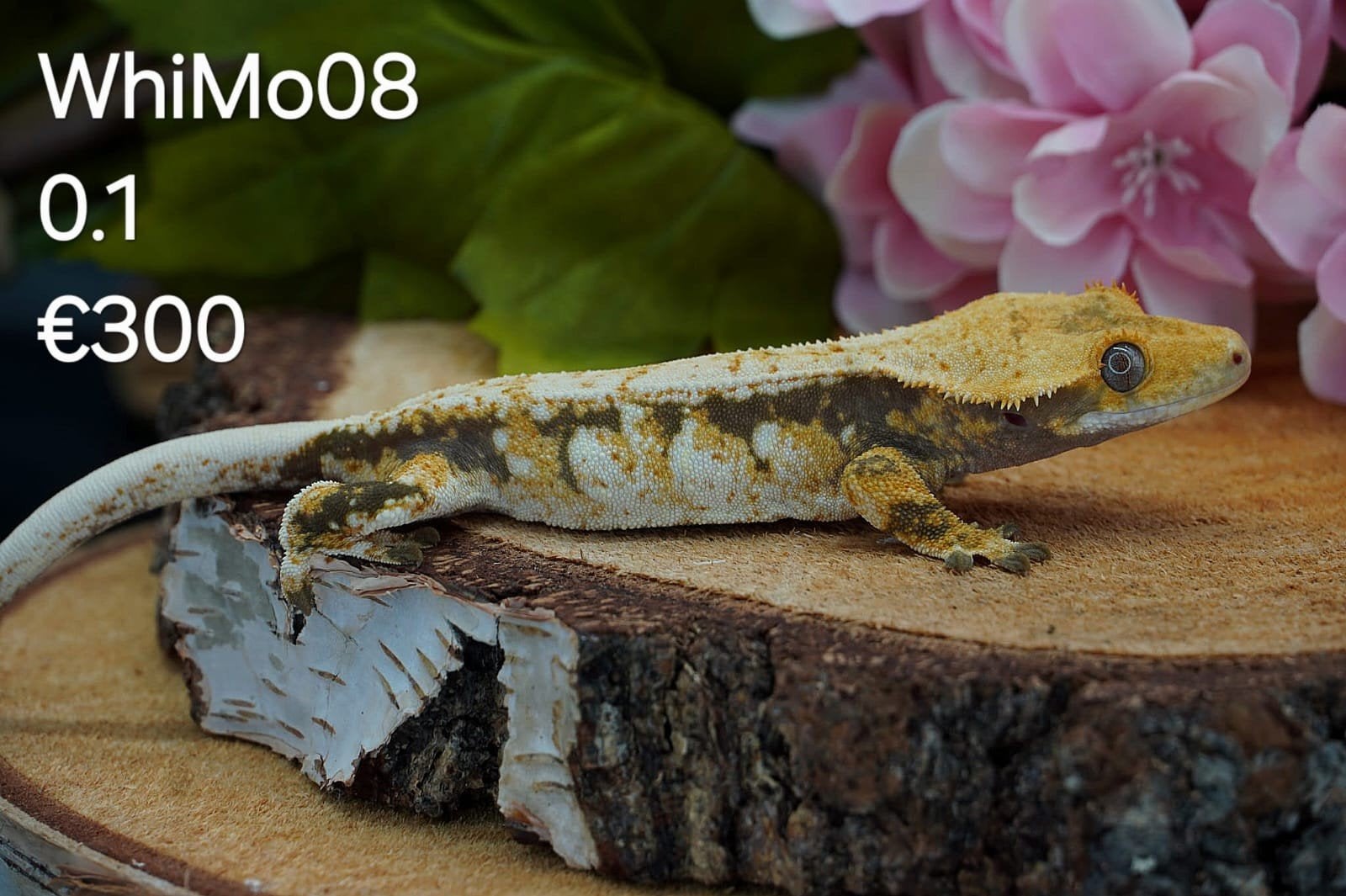 Wimpergekko Dame C. Ciliatus, Hagedis, Tam, 0 tot 2 jaar