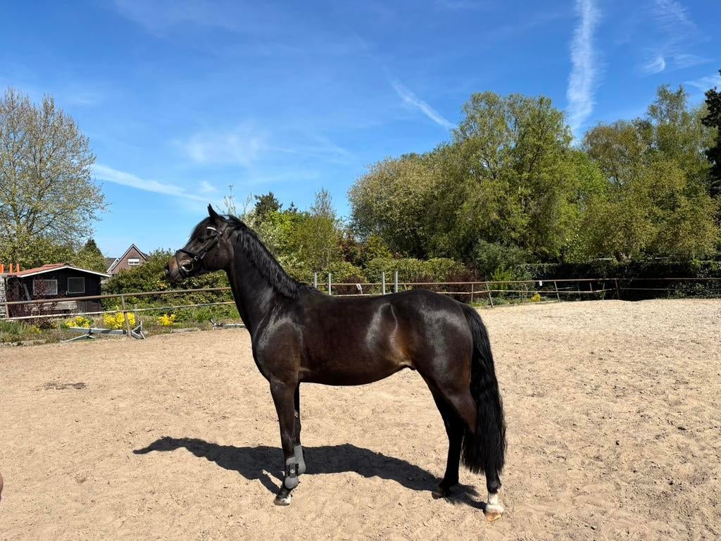 Welsh d pony, Dieren en Toebehoren, Pony's, Met stamboom, Ruin, Springpony, 3 tot 6 jaar