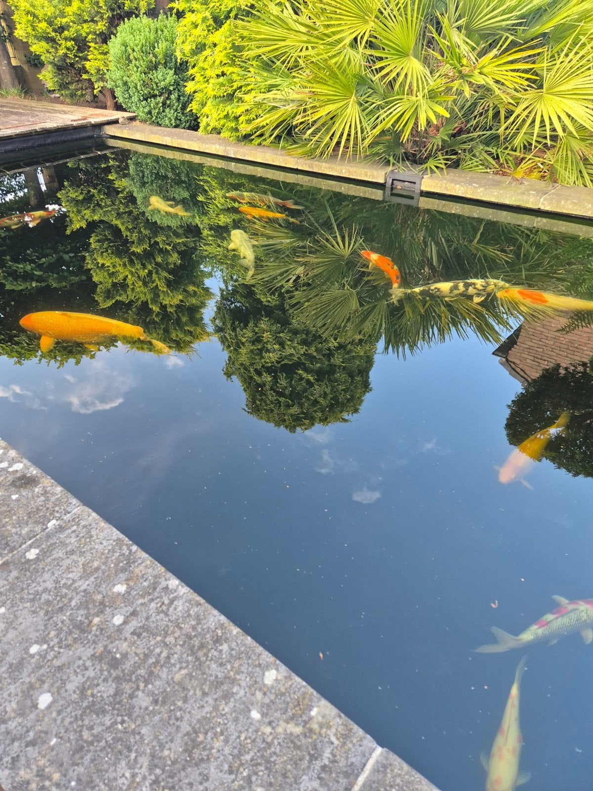Japanse koi karpers, Karper of Koi