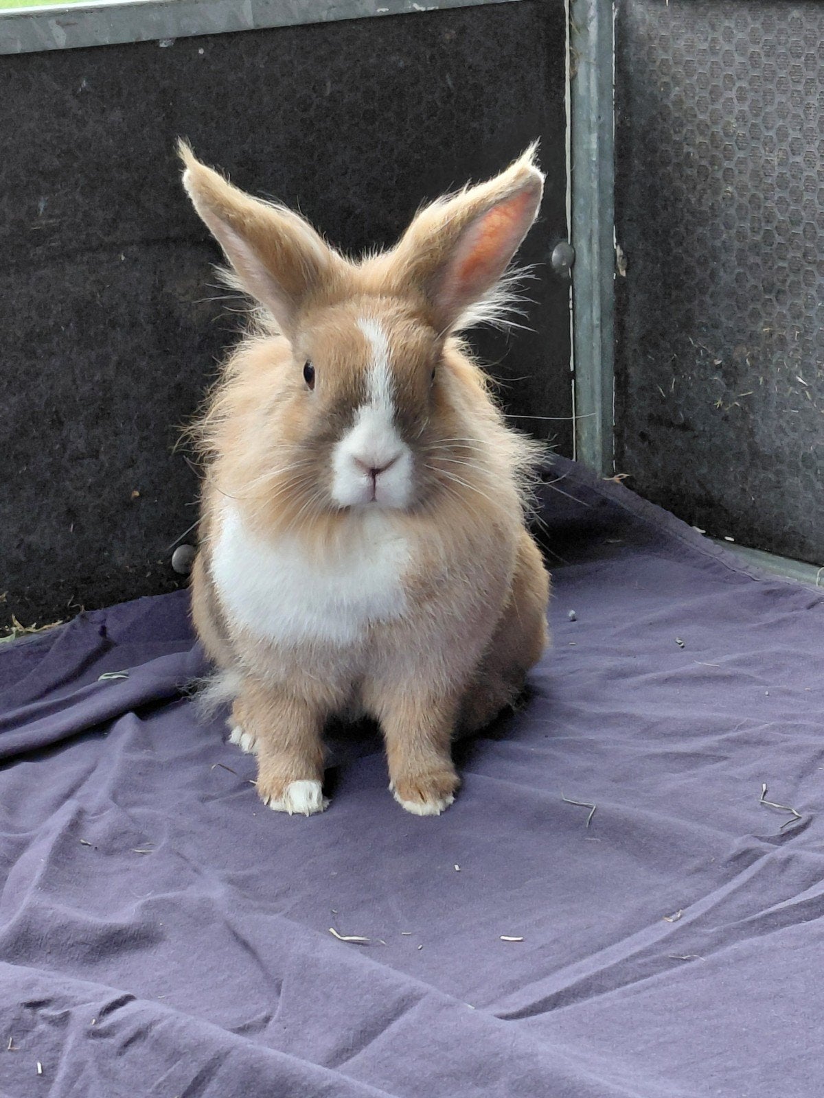 Z.S.M een nieuw huisje! Twee vrouwelijke konijntjes!, Vrouwelijk, Klein, Hangoor, 3 tot 5 jaar