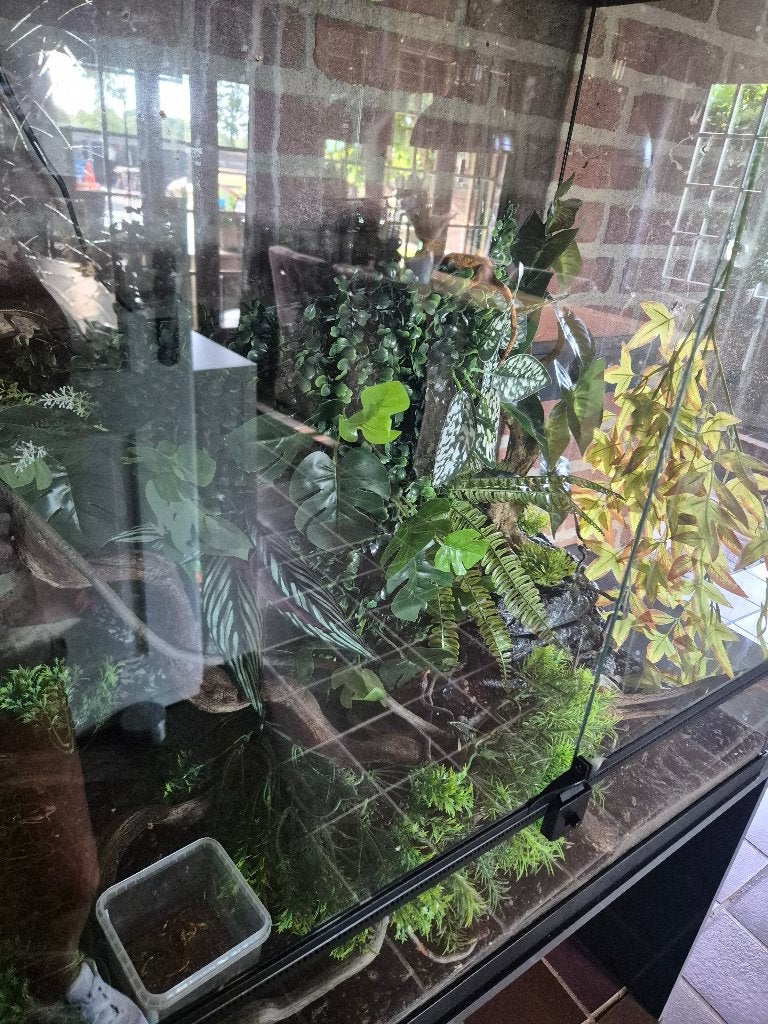 Wimper gekko 's, Hagedis, Met terrarium, 0 tot 2 jaar