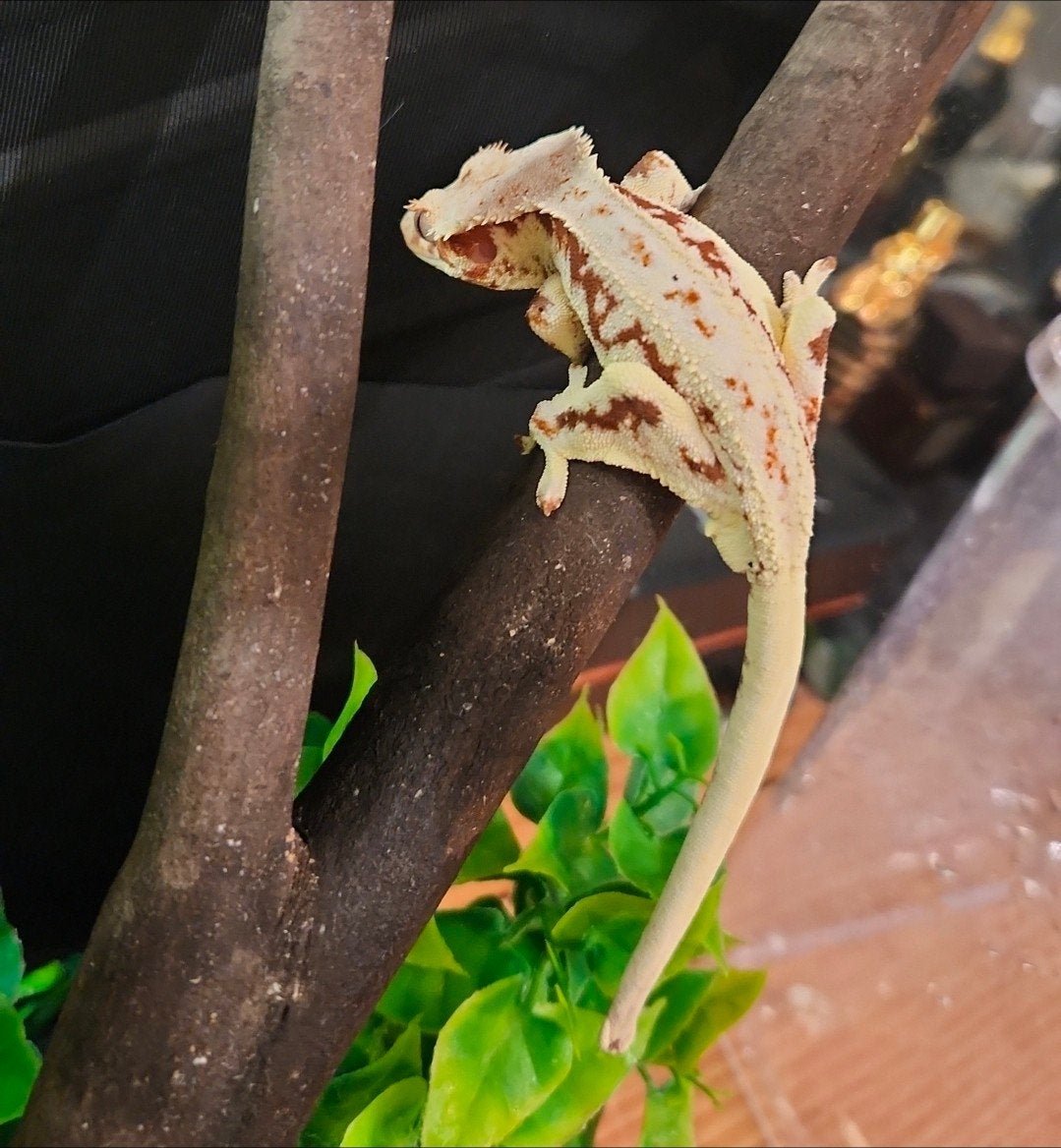 wimpergekko, diverse wimpergekko's, Hagedis, 0 tot 2 jaar