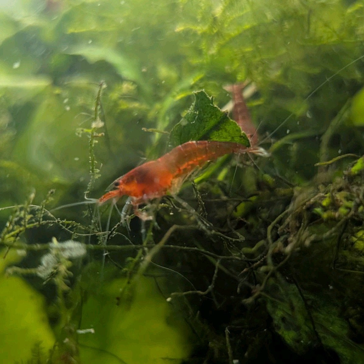 Red cherry garnalen, Dieren en Toebehoren, Vissen | Aquariumvissen, Kreeft, Krab of Garnaal