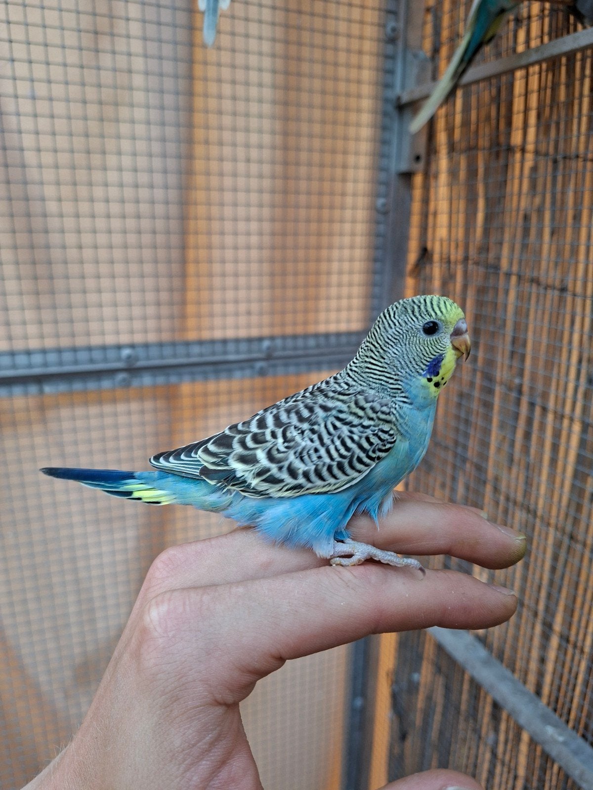 Jonge (tamme) grasparkiet te koop, Geslacht onbekend, Parkiet, Tam