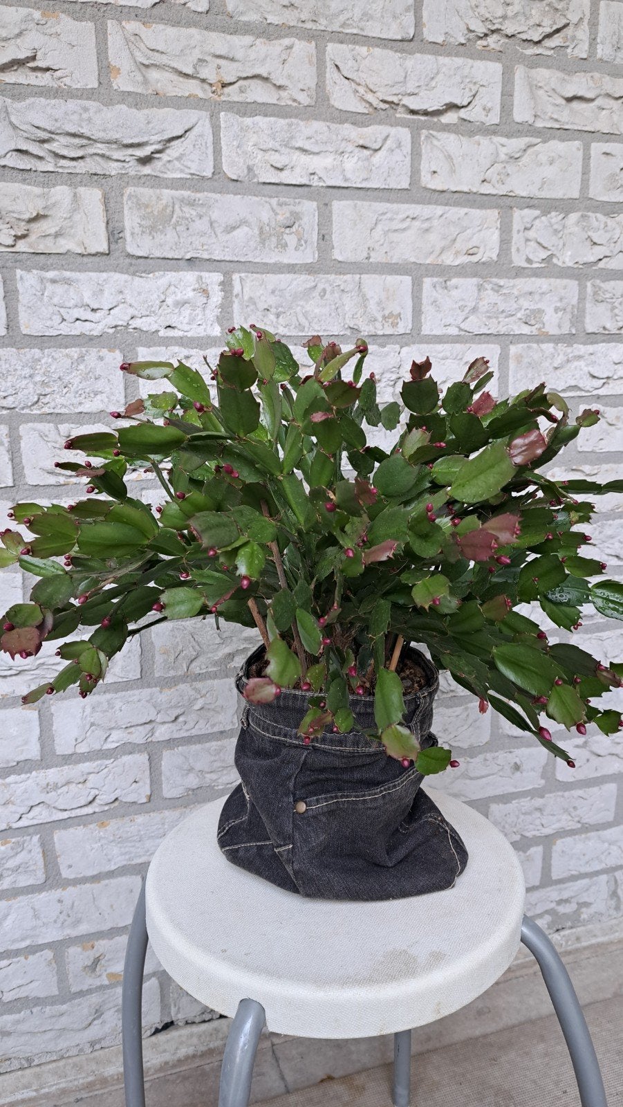 lidcactus, Ophalen, Cactus, Volle zon, Minder dan 100 cm