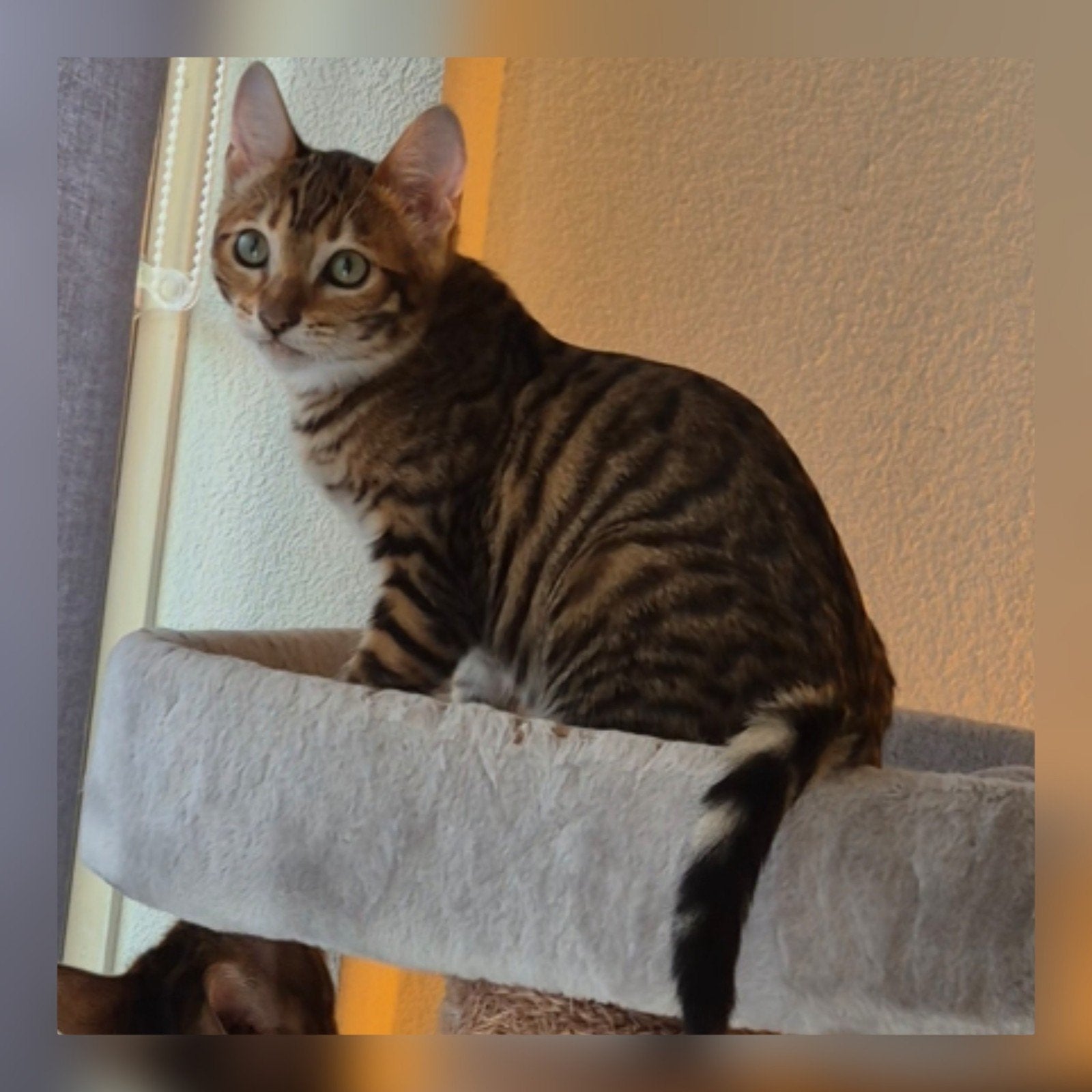 Toyger cattery Mostert., Dieren en Toebehoren, Ontwormd