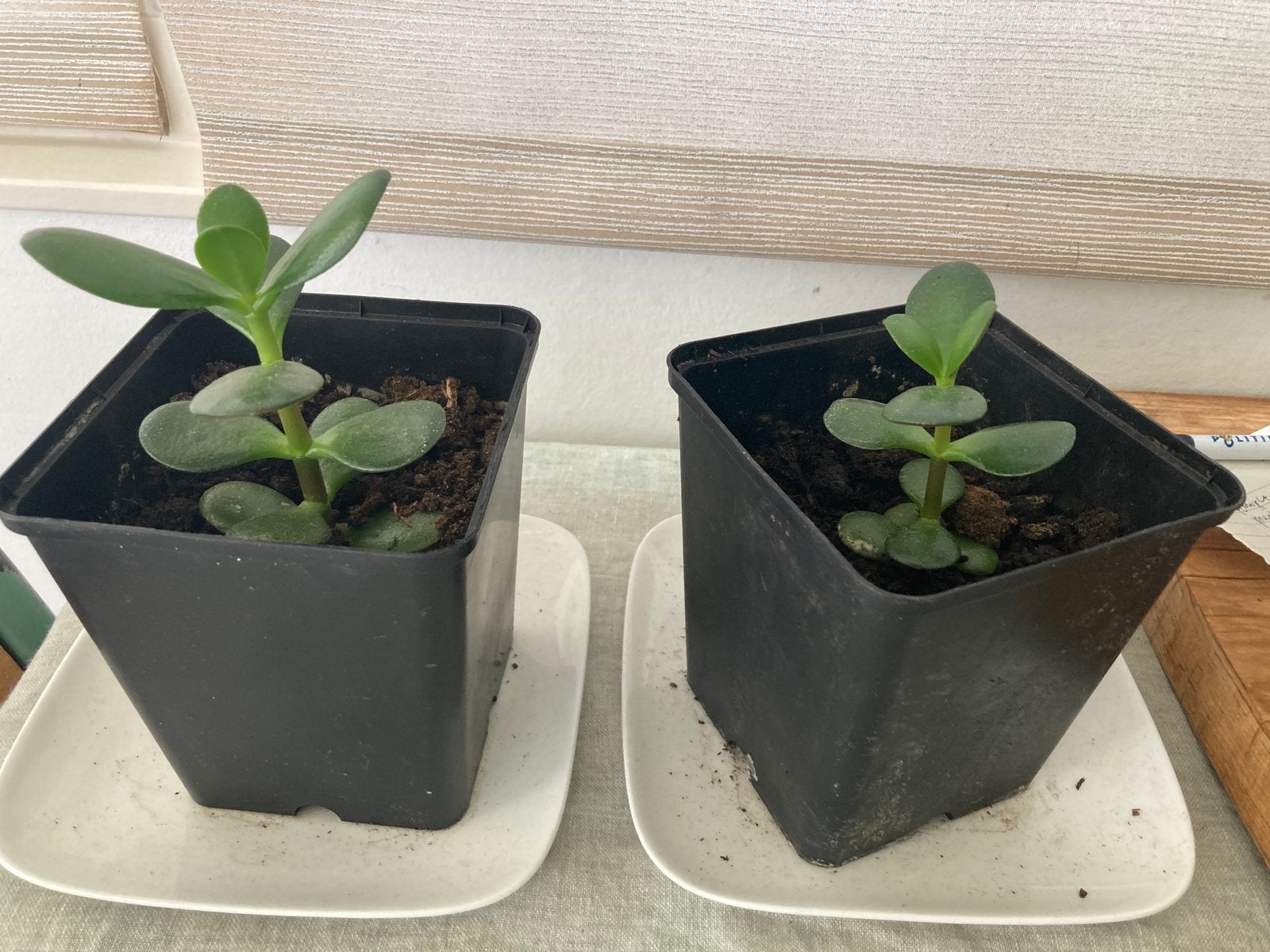 Vetplant stekjes, Ophalen, Vetplant