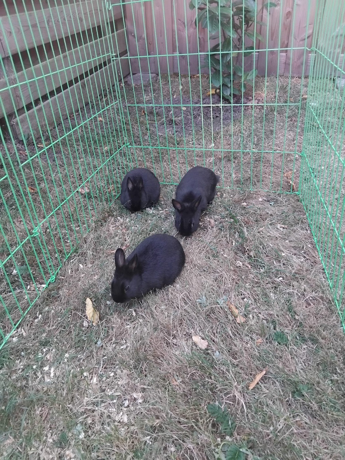 te koop 8 jonge dwerg konijnen 13 week oud voedsters, Meerdere dieren