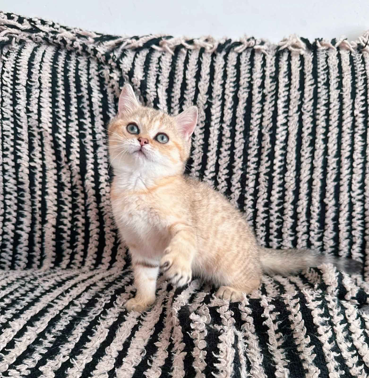 Britse korthaar golden shaded spotted poesje kittens poes, Poes