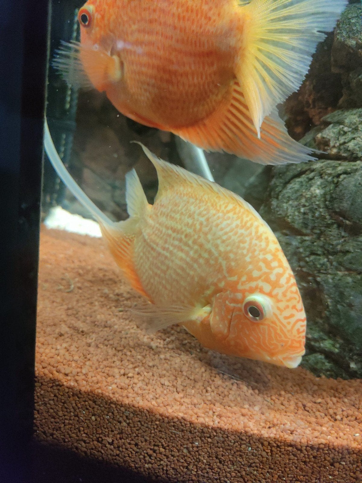 2x Heros Severus "Red Spotted", Vis