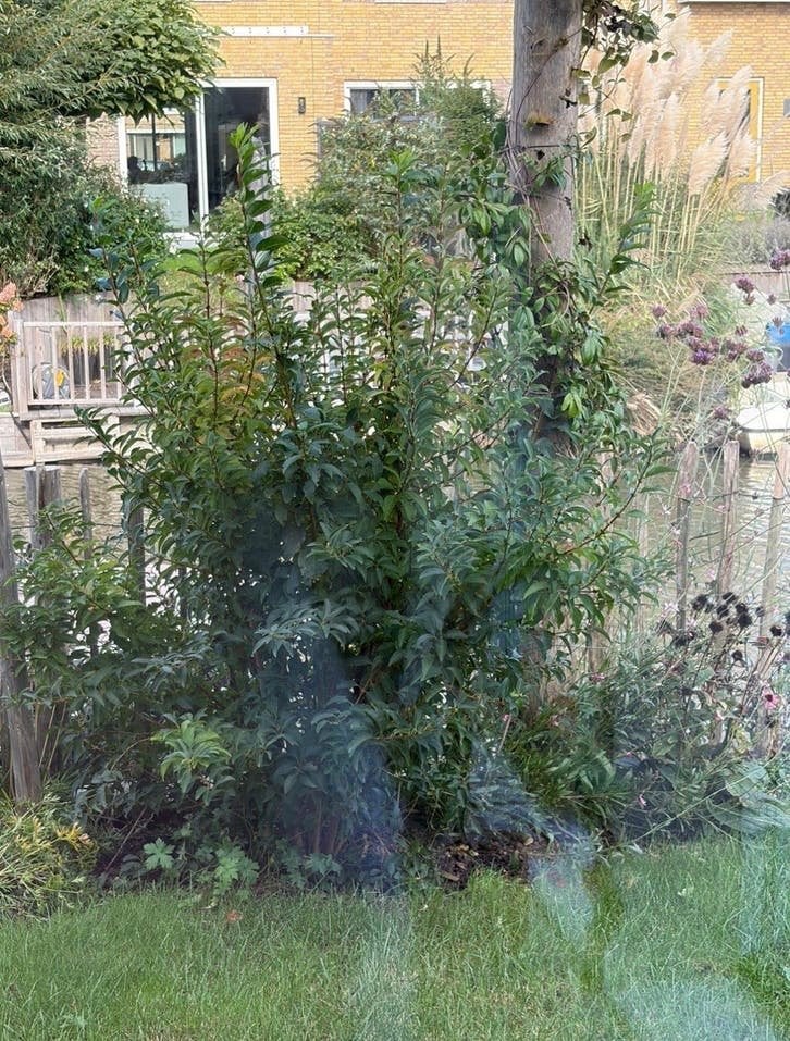 Forsythia 2x, Ophalen, Overige soorten, Minder dan 100 cm