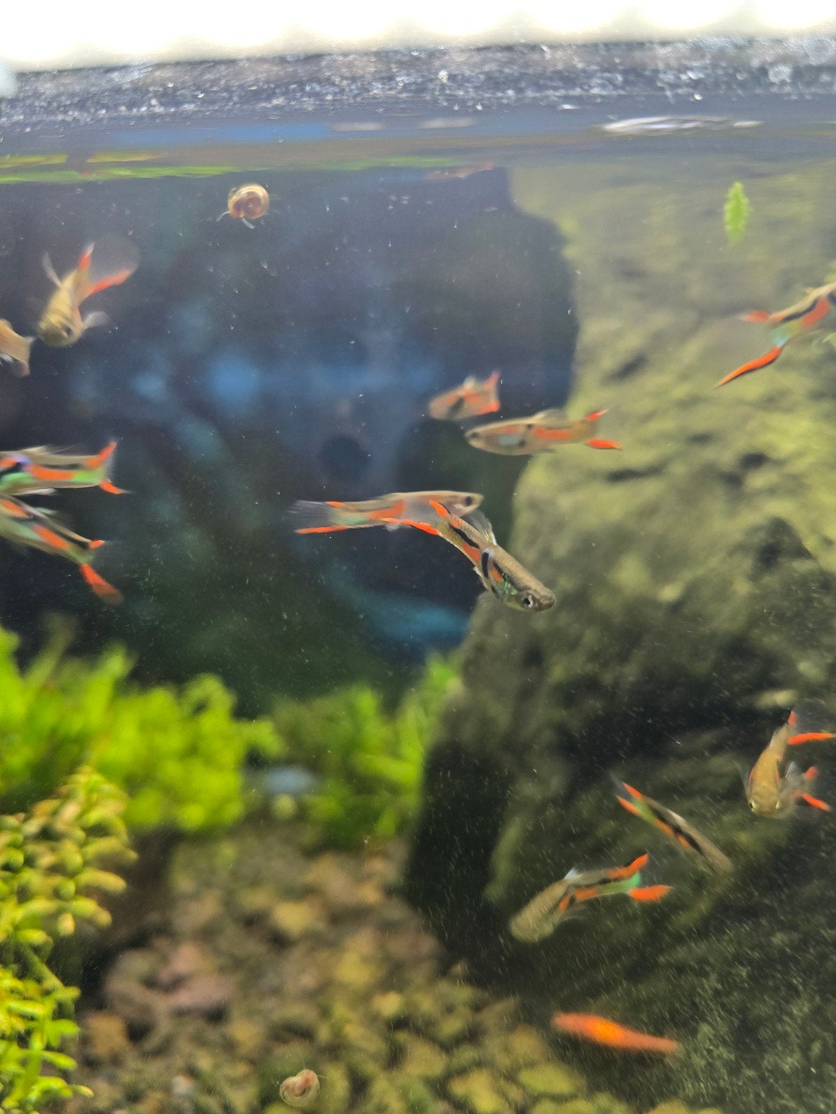 Endler gup, Dieren en Toebehoren, Vis