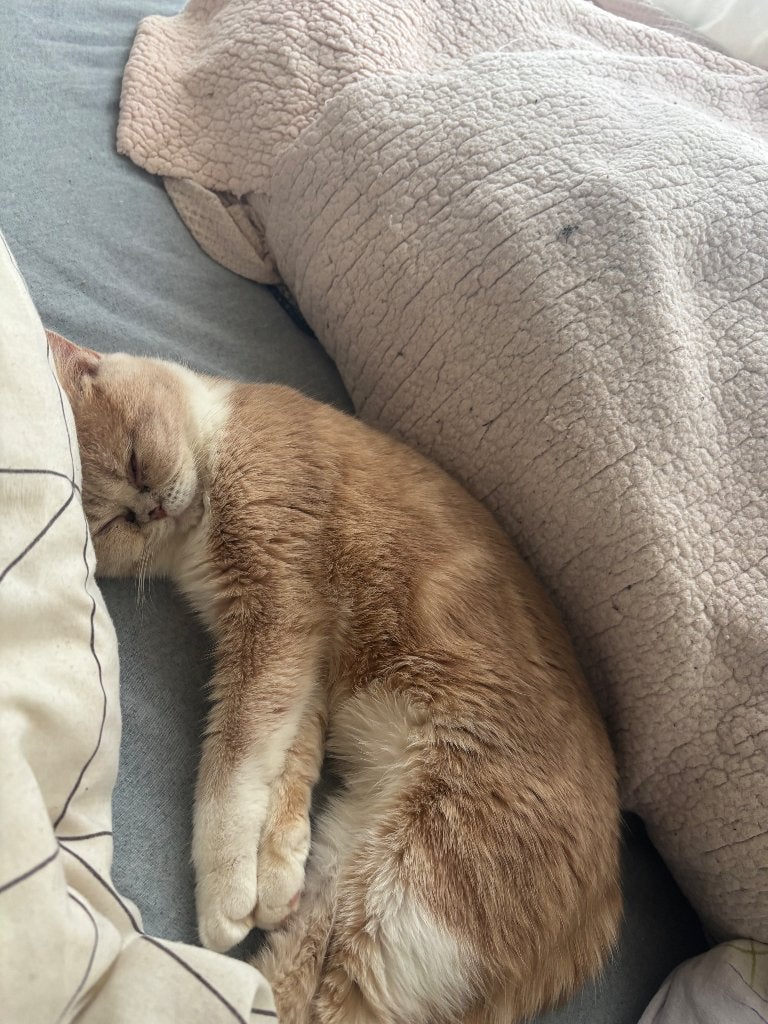 Brithis, Poes, Met stamboom, 0 tot 2 jaar