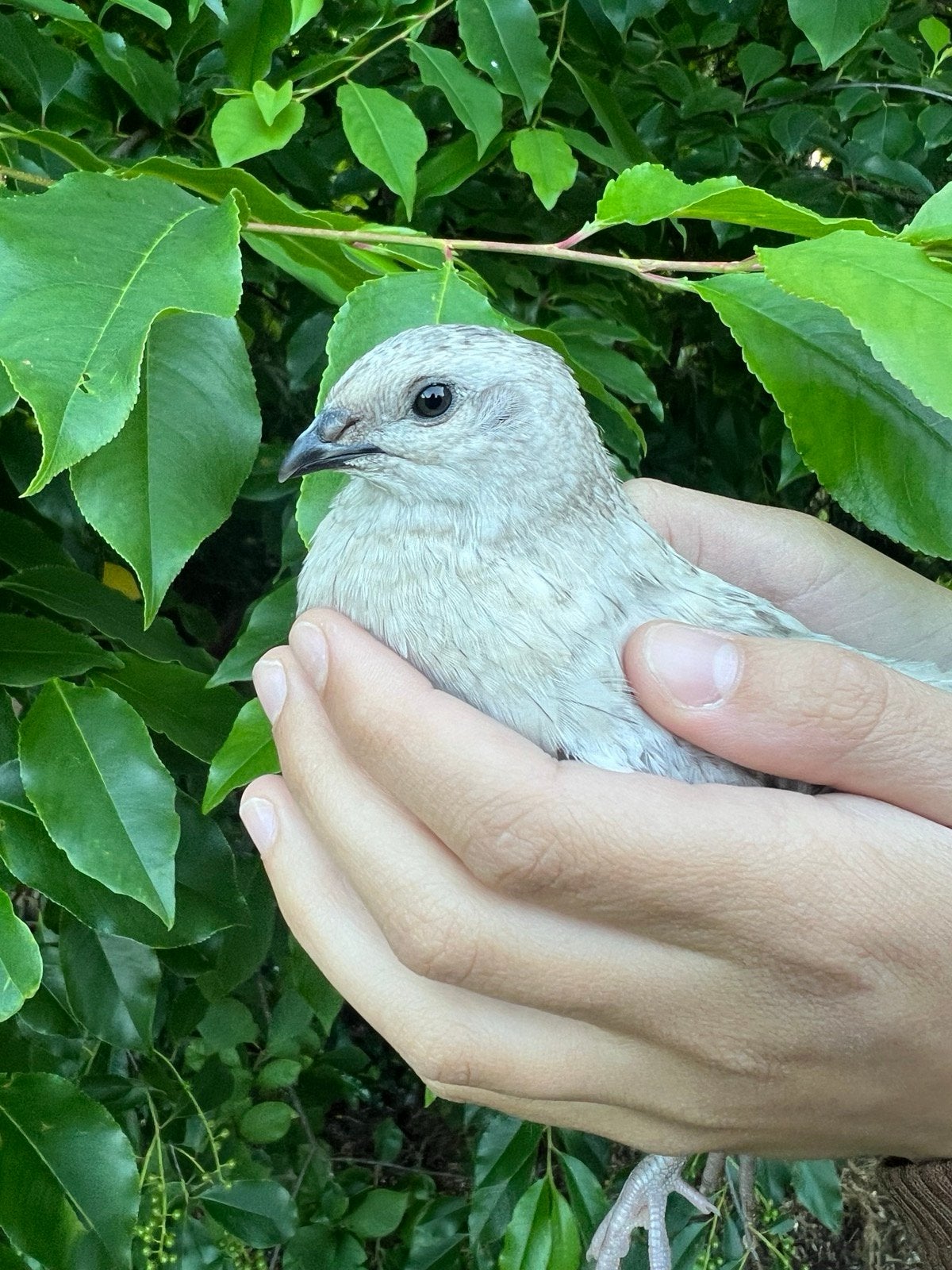 Japanse kwartels - hen en haan, Dieren en Toebehoren, Meerdere dieren, Overige soorten