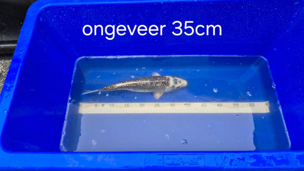 Ginrin Gin Matsuba Koi karper, Dieren en Toebehoren, Vissen | Vijvervissen, Karper of Koi