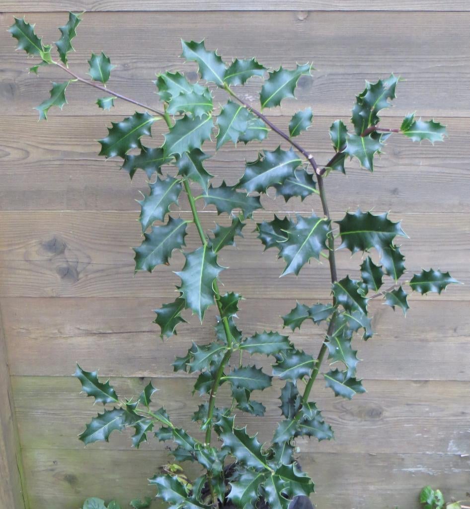 Jong klein hulstboompje. Groene hulst. Tuin. Struikje. Lente, Ophalen, Hulst, Struik, Minder dan 100 cm