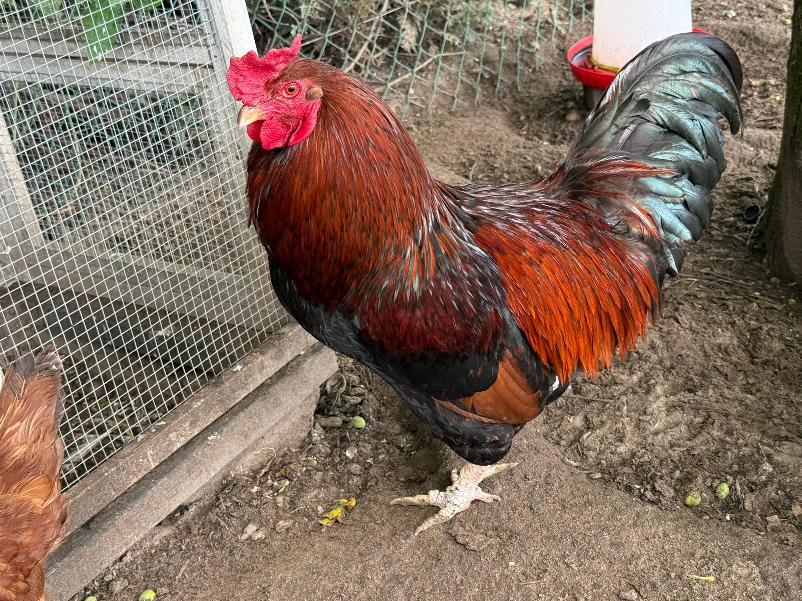 Haan, 2 jaar oud, Dieren en Toebehoren, Mannelijk, Kip