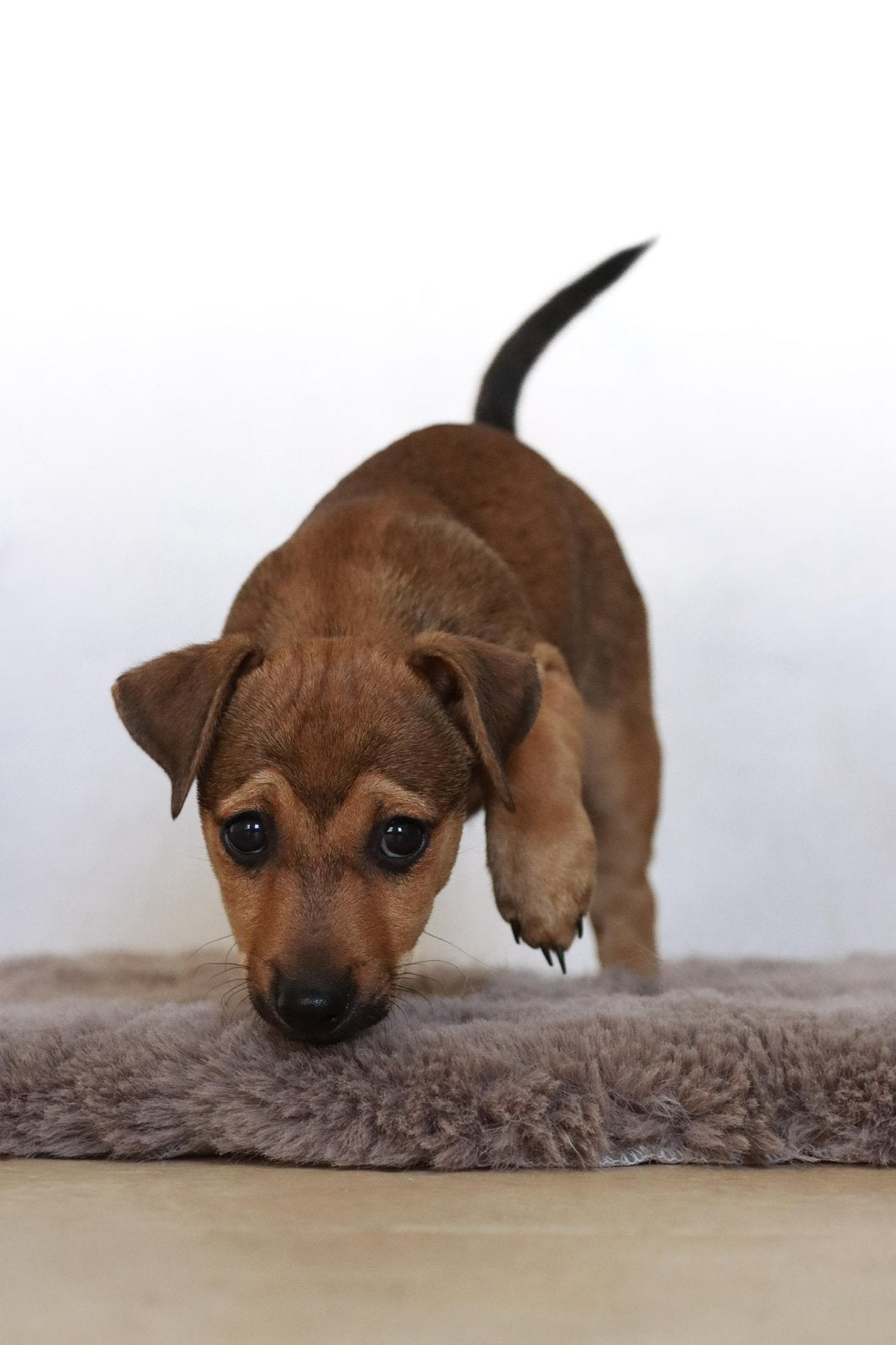 mooie jack rusell pups, Dieren en Toebehoren, Honden | Jack Russells en Terriërs, Jack Russell Terriër, 8 tot 15 weken, Parvo