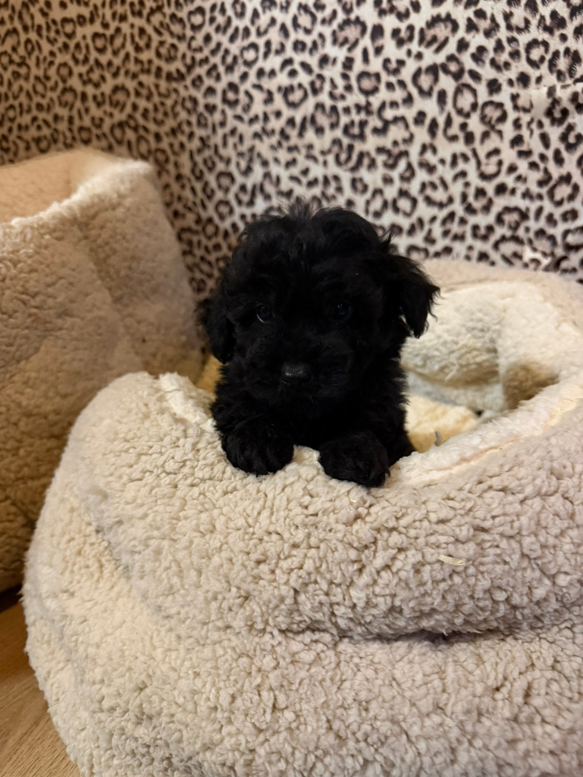 Maltipoo pups, maltipoo x toy poedel, Nederland, Overige rassen, CDV (hondenziekte), 8 tot 15 weken