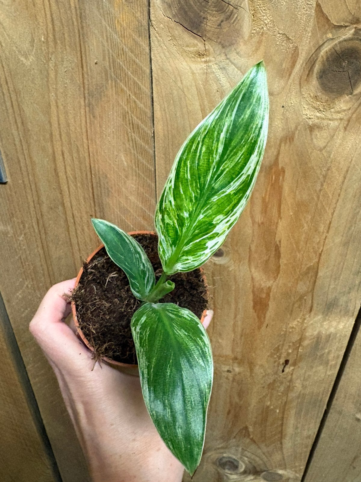 Strelitzia nicolai variegata plant albo white wit mint, Ophalen of Verzenden, Halfschaduw, Minder dan 100 cm