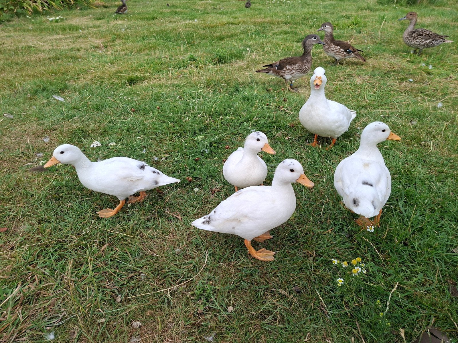 4 Hollandse kwakers, Meerdere dieren, Eend