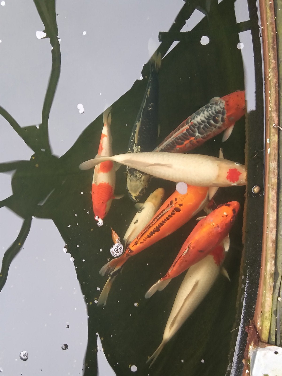 Koi karpers te koop ., Dieren en Toebehoren, Karper of Koi
