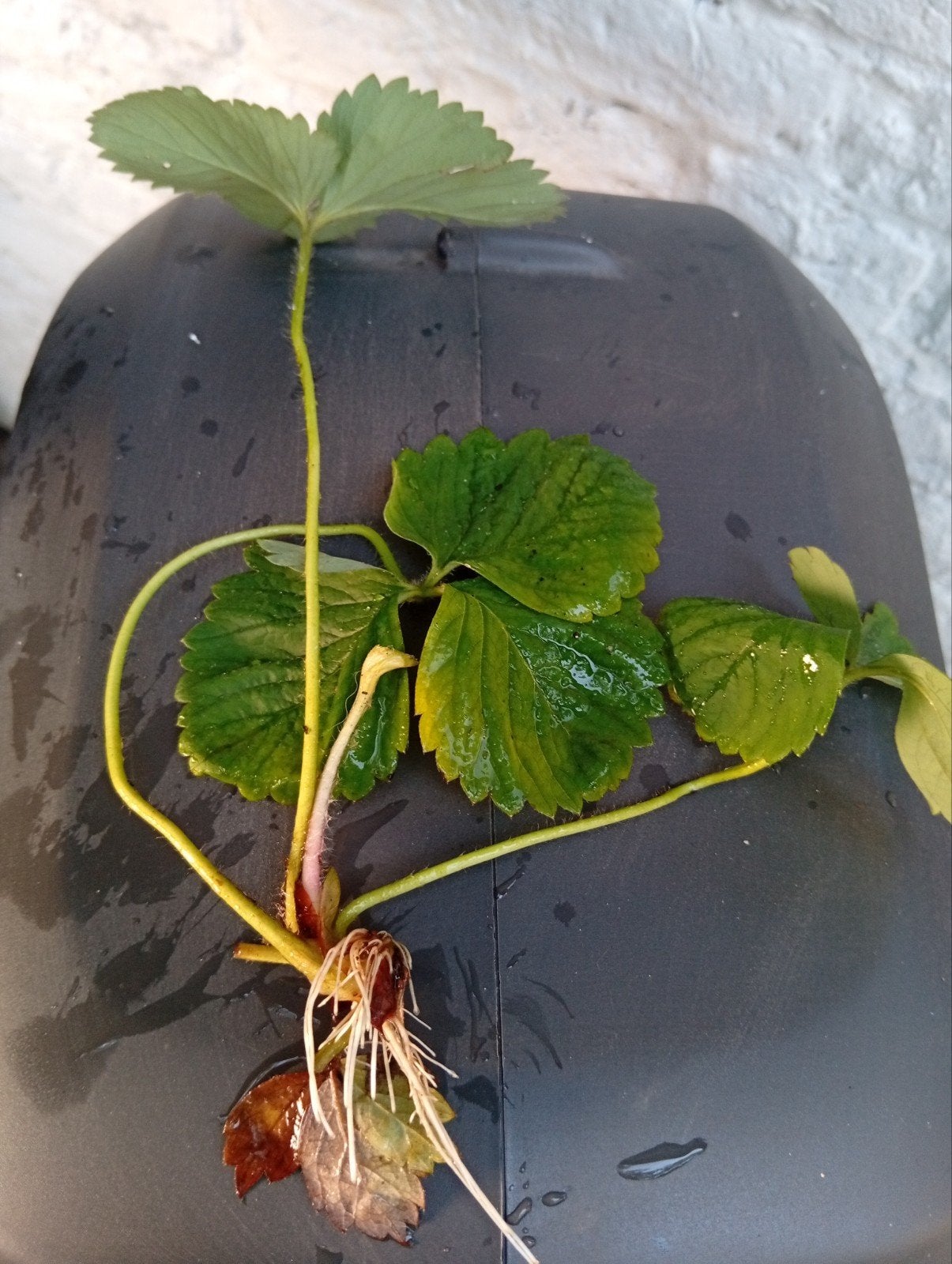 Aardbeiplantje - Vers en klaar om te planten, Ophalen, Volle zon, Vaste plant, Fruitplanten