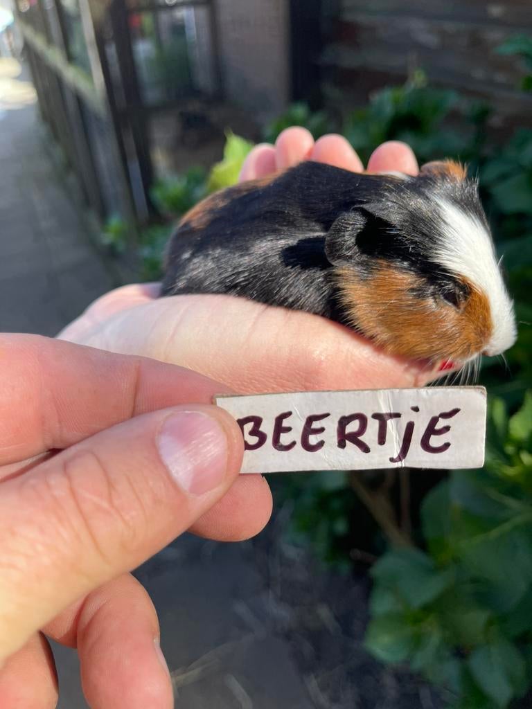 Jonge cavia’s. Nog 1 beertje. Foto 1, Cavia, April, Meerdere dieren, Tam