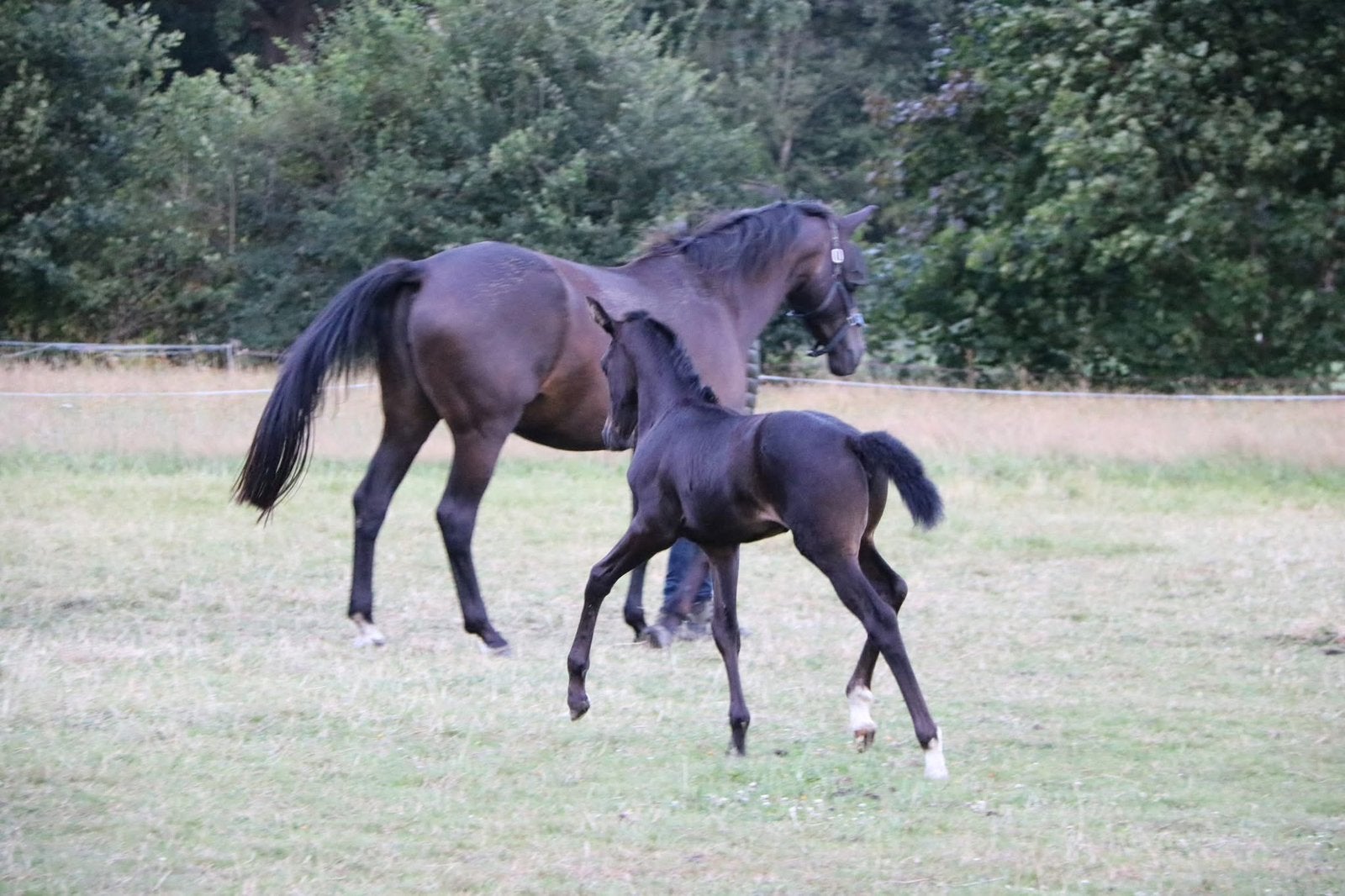 Merrie met veulen Ebony &Pitch Perfect, Merrie