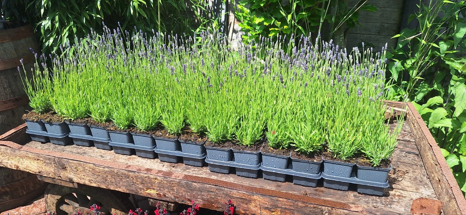 Lavendel hidcote 1,25, Ophalen of Verzenden, Overige soorten, Volle zon