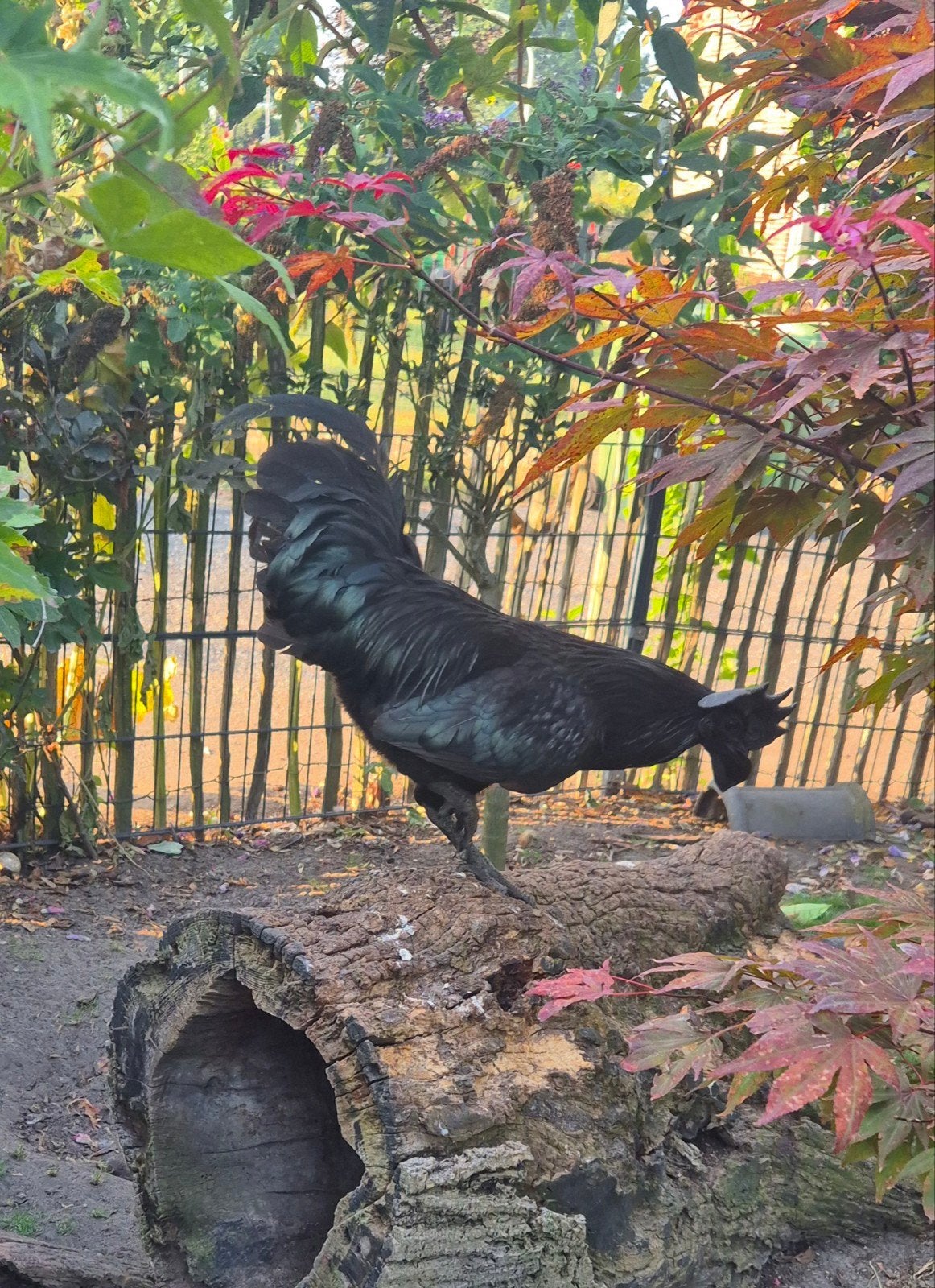 ayam cemani haan, Eén persoon, Overige typen