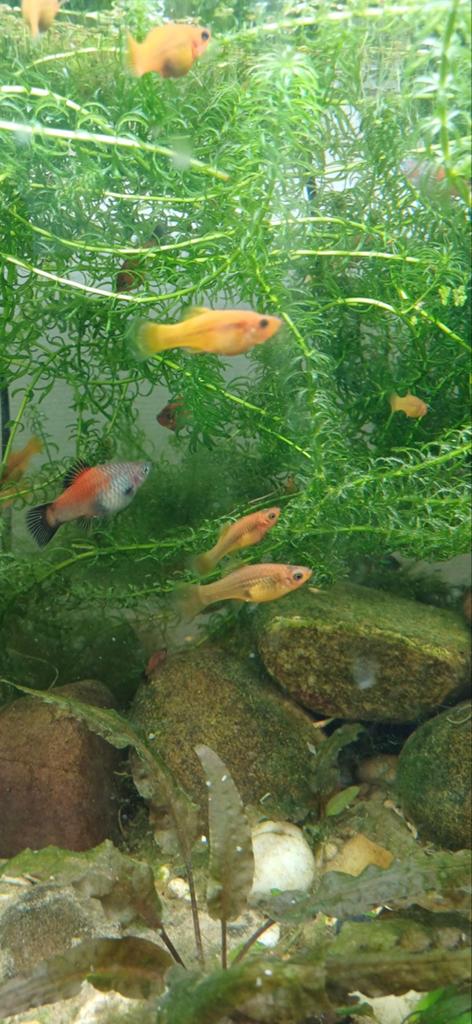 Platy vissen, Dieren en Toebehoren, Vis