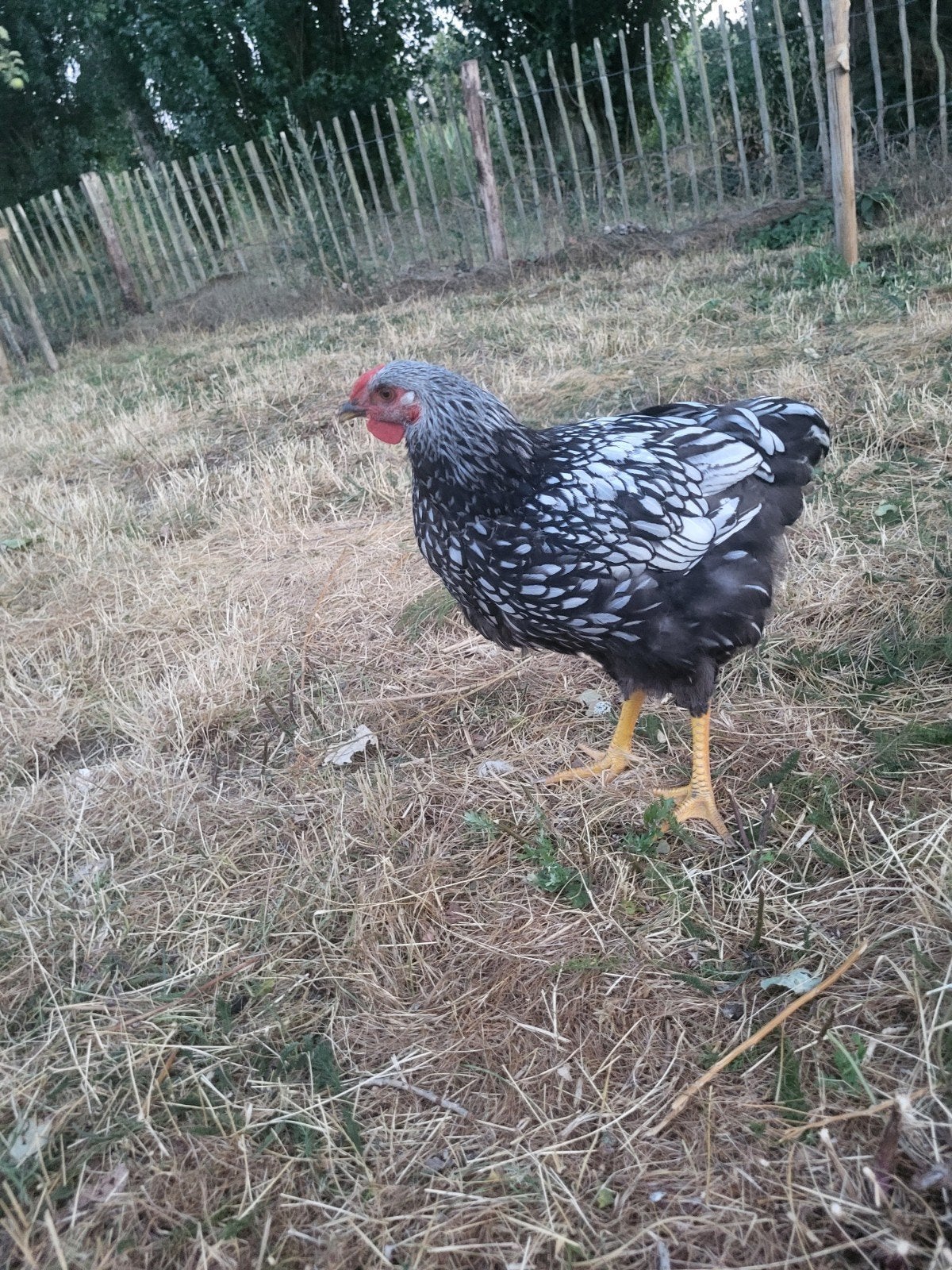 Wayandotte haantje, Dieren en Toebehoren