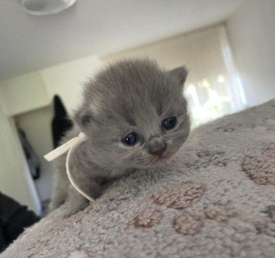 Prachtige Britse Korthaar kittens, Ontwormd, 0 tot 2 jaar