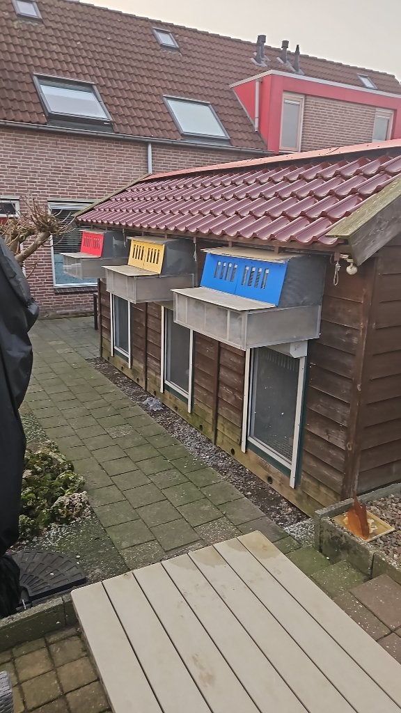 spoetnik (2x), Dieren en Toebehoren, Vogels | Duiven, Geslacht onbekend, Overige soorten