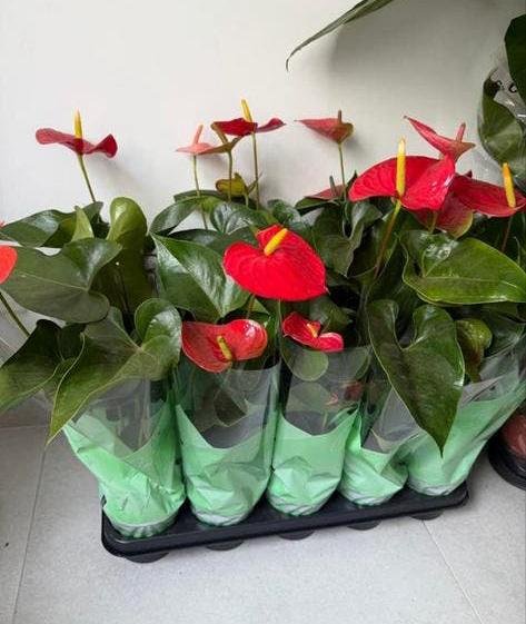 Per stuk €10 Anthurium planten - Rode bloemen, Tuin en Terras, Bloembakken en Plantenbakken, Minder dan 30 cm, Rond, Ophalen of Verzenden