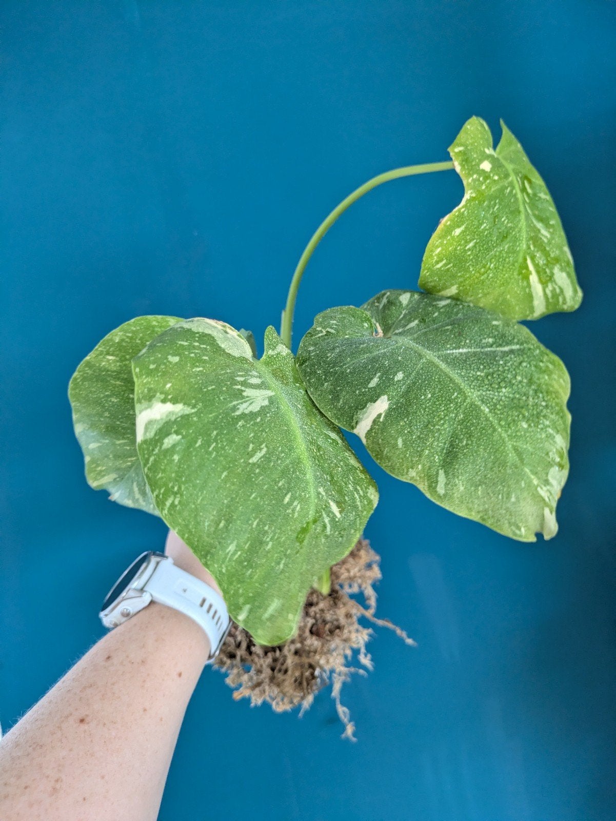 Monstera Thai Constellation gewortelde kopstek kamerplant, Huis en Inrichting, Kamerplanten, Ophalen of Verzenden, Halfschaduw