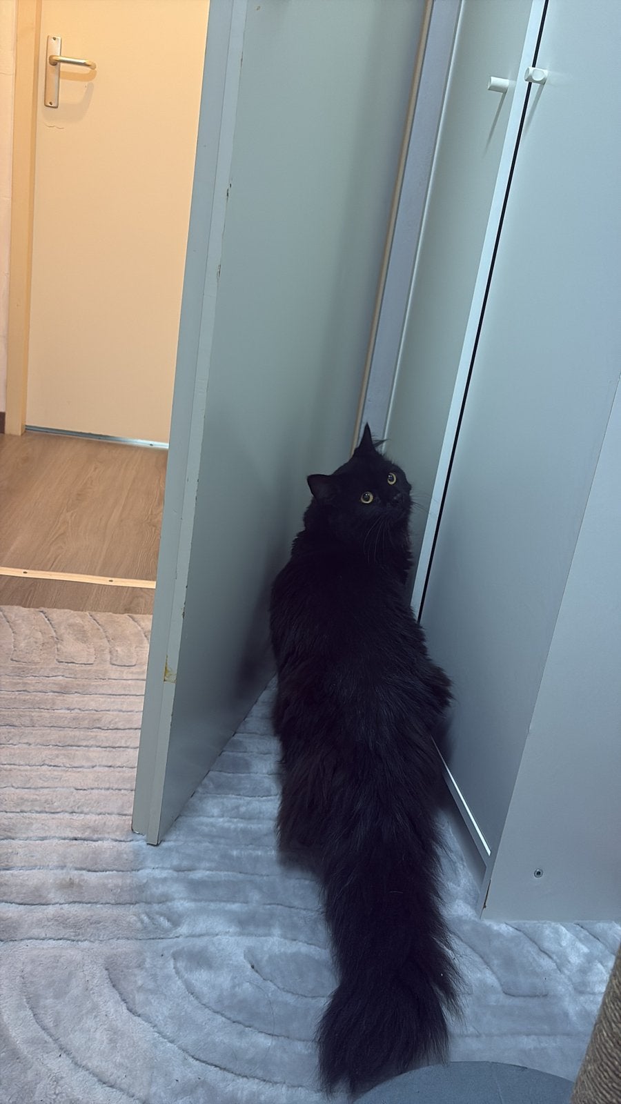 Lieve Maine coon kater en Europese korthaar poes, Meerdere dieren, Gechipt, 3 tot 5 jaar